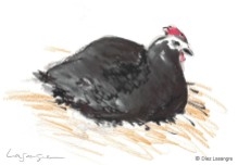 Hen ink drawing-02